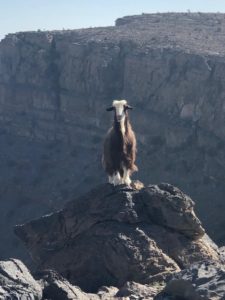 Oman 2019 © Isabella Krassnitzer